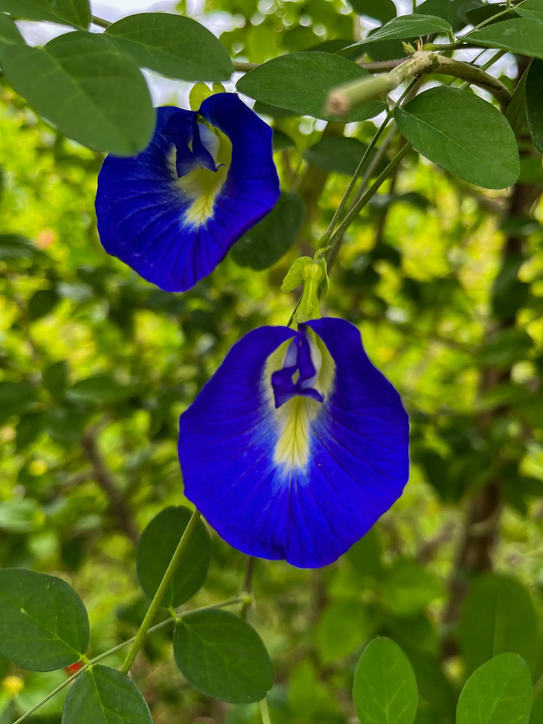 Butterfly pea flowers