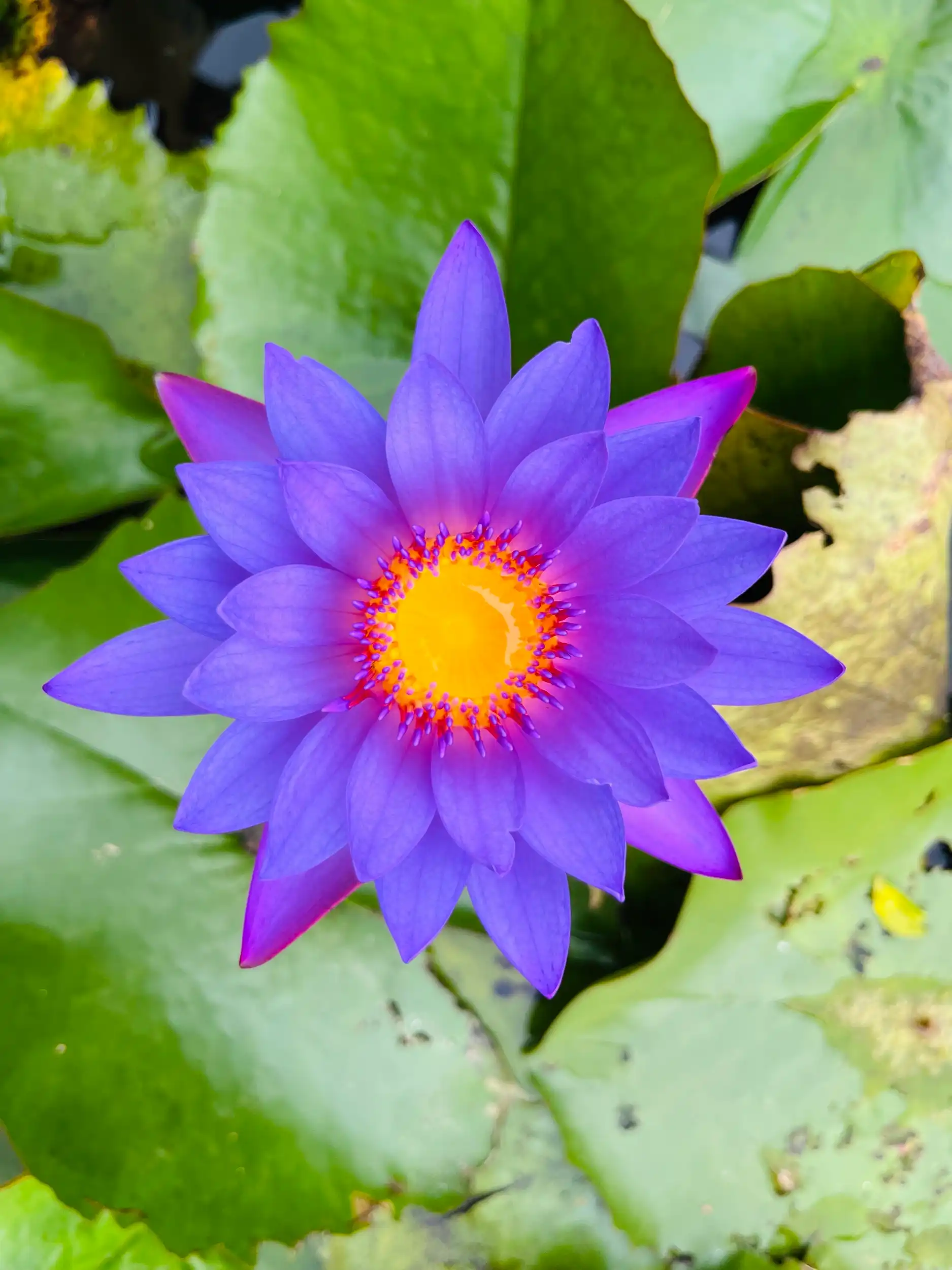 A purple water lily