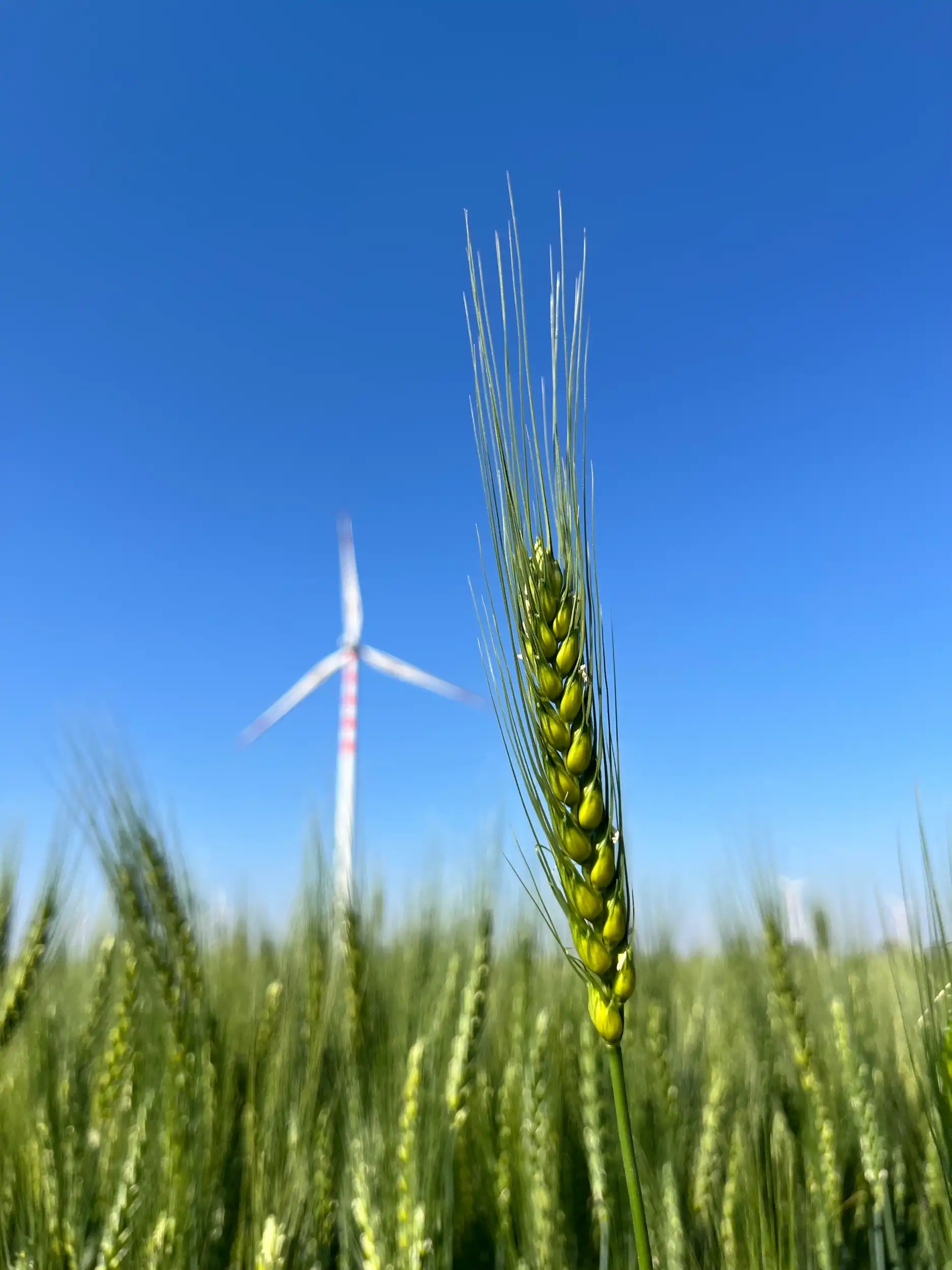 An ear of wheat with a wind turbine behind it